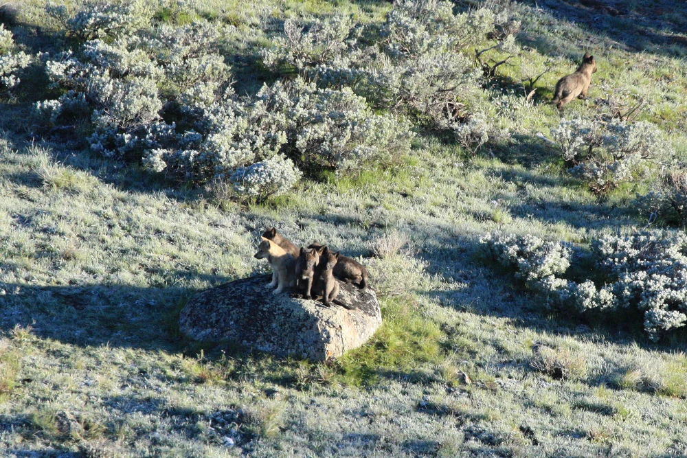 In 2025, Yellowstone marked 30 years since wolves returned